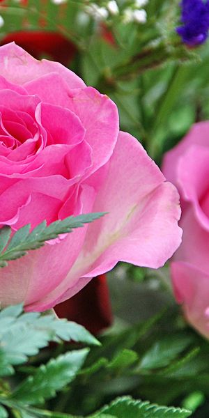 Aesthetic Pink Rose Wallpaper for Your Mobile Device
