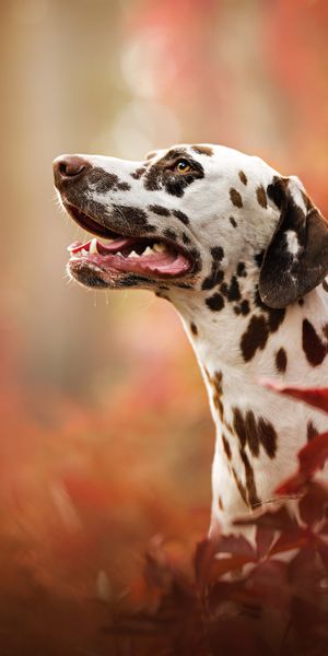Charming Dalmatian amidst vibrant fall colors - ideal phone background