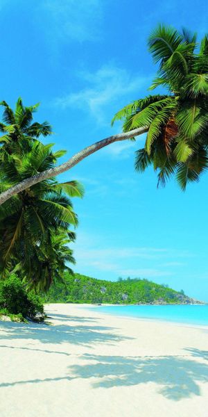 Tropical Beach with Lush Palm Trees and Tranquil Sea