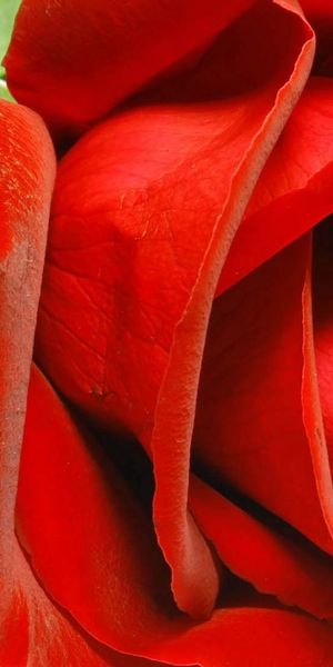 Phone wallpaper: Flowers, Rose Flower, Petals, Rose free download
