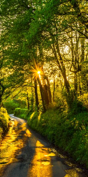Enchanting forest path wallpaper: sunlight beams through trees