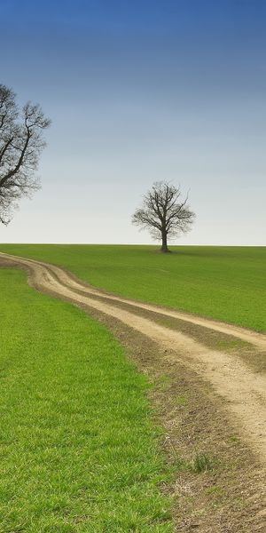 Lush Green Countryside Road with Trees in Summer