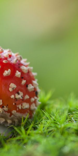 Phone wallpaper: Blur, Close Up, Earth, Mushroom free download