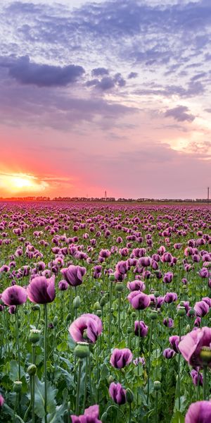 Phone wallpaper: Nature, Flowers, Sunset, Sky, Summer, Flower, Sunrise, Earth, Field, Cloud, Poppy,