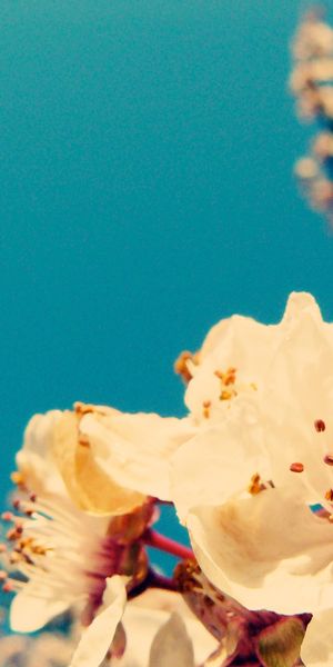 Beautiful Ultra HD mobile wallpaper featuring delicate flowers against a blue sky