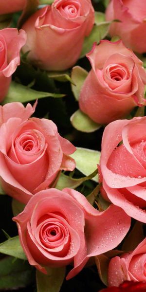 Beautiful floral wallpaper featuring red and pink roses for a lively decor