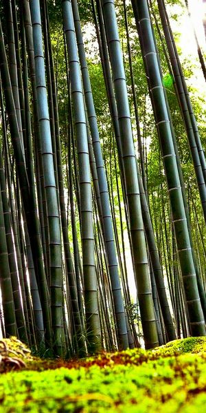Serene Bamboo Forest Mobile Wallpaper