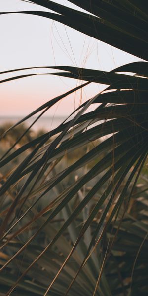 Phone wallpaper: Palm, Branch, Plant, Leaves, Nature, Dark free download