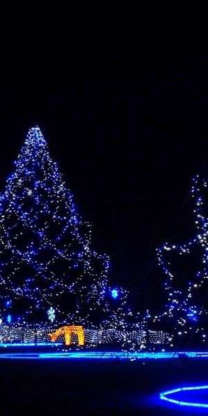 Beautiful Blue Christmas Tree Lights at Night