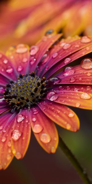 Phone wallpaper: Flowers, Macro, Petals, Water, Flower, Drops free download
