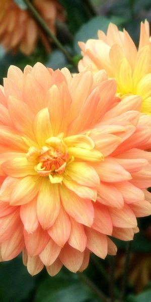 Phone wallpaper: Buds, Macro, Petals, Flowers, Pink free download