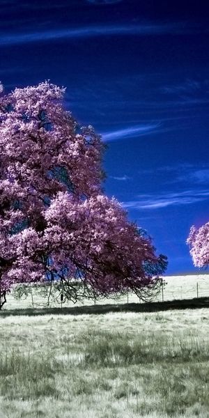 Phone wallpaper: Trees, Field, Tree, Earth free download