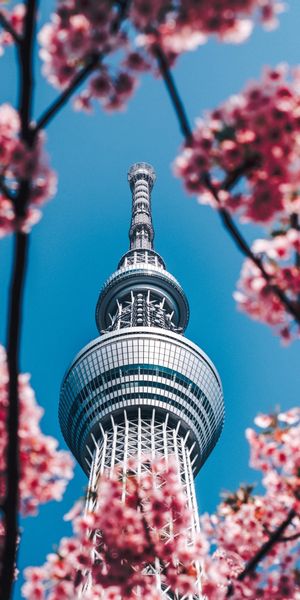 Sakura Blossoms Framing the Tower in Spring