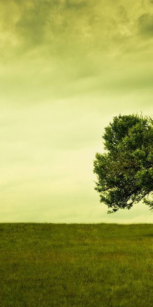Beautiful green tree and field wallpaper for iPhone - Nature's Calm