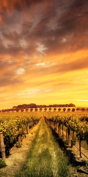 Phone wallpaper: Landscape, Nature, Sunset, Cloud, Vineyard, Man Made free download