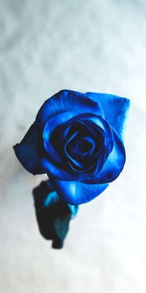 Phone wallpaper: Rose Flower, Bud, Smooth, Flower, Flowers, Rose, Blur free download
