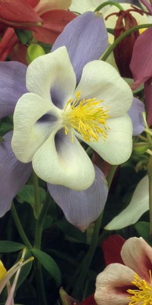 Phone wallpaper: Aquilegia, Flowers, Multicolored, Bright free download