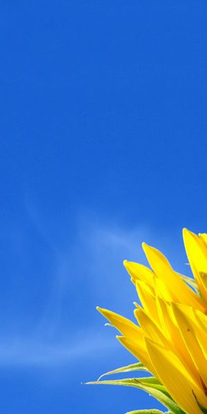 Bright Yellow Flowers and Moon Phone Wallpaper for Nature Lovers