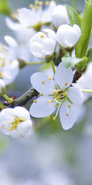 HD Phone Wallpaper Featuring Delicate White Flowers and Lush Greenery