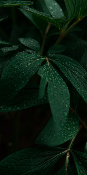 Lush Green Leaves with Water Drops - Perfect for Nature Lovers