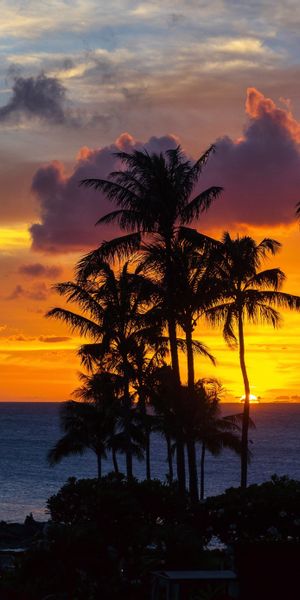 Tropical Sunset Over the Ocean with Silhouetted Palms
