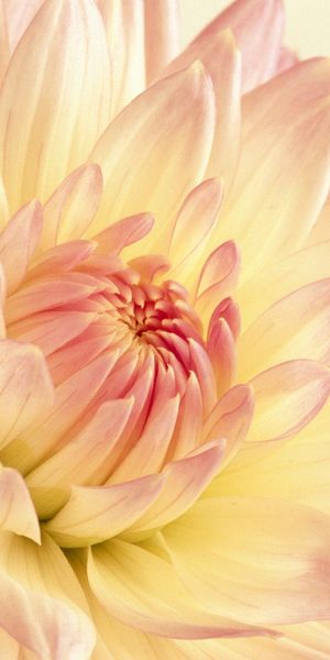 Beautiful Pastel Dahlia Mobile Wallpaper for Nature Lovers