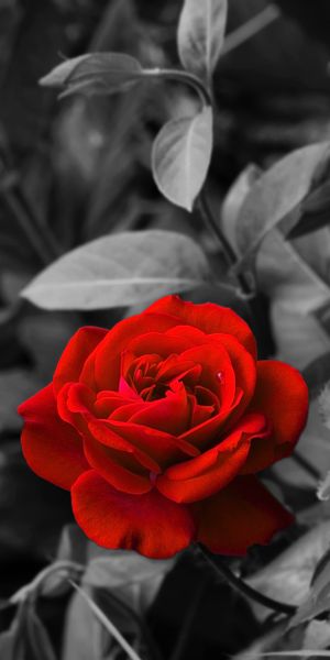 Beautiful Red Rose Flower in Black and White Background