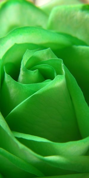 Beautiful Close-Up of a Green Rose