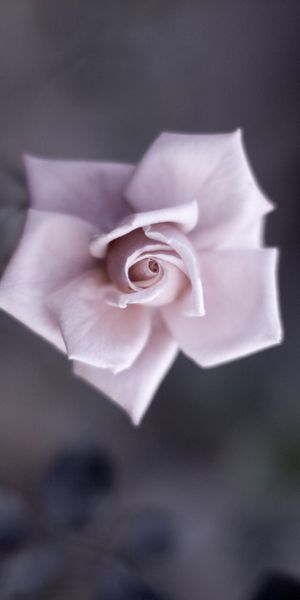 Phone wallpaper: Blur, Pink Rose, Flowers, Nature, Flower, Rose, Earth free download
