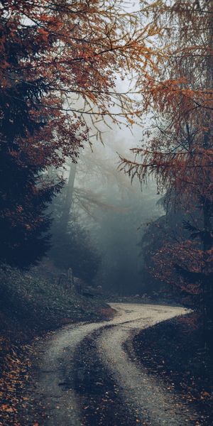 Autumn Foggy Forest Road Mobile Wallpaper
