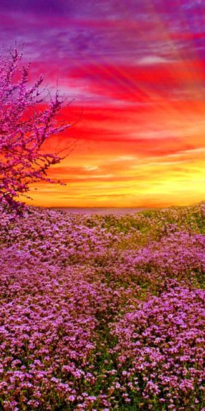 Vibrant Violet Meadow at Sunrise with Beautiful Flowers