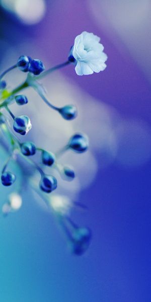 Enchanting Floral Phone Wallpaper Featuring Ethereal Blue Hues and Flowers
