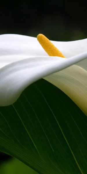 Phone wallpaper: Lily, Close Up, Calla Lily, White Flower, Flowers, Leaf, Flower, Earth free downloa