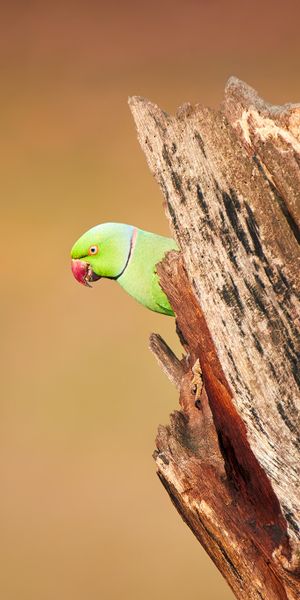 Phone wallpaper: Birds, Bird, Blur, Animal, Parakeet, Rose Ringed Parakeet free download
