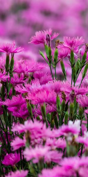 Phone wallpaper: Nature, Flowers, Flower, Blur, Earth, Carnation, Pink Flower free download