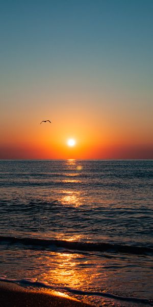 Beautiful Sunset Over the Calm Sea with a Seagull