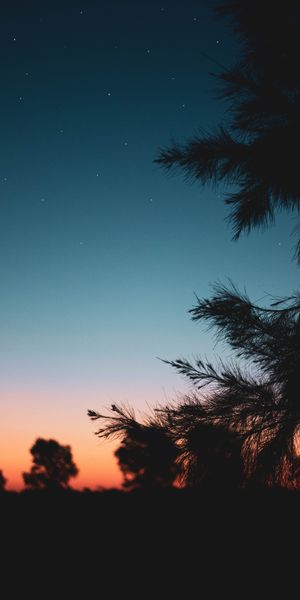 Cool Night Sky with Starry Horizon and Nature Branch