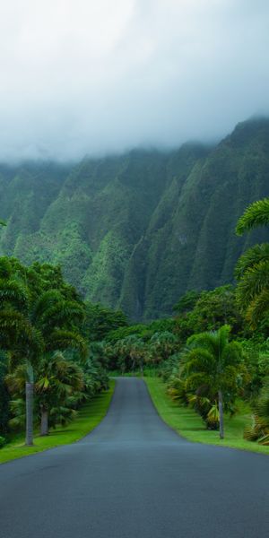 Lush Mountain Road with Palms - Perfect for Your Mobile Wallpaper