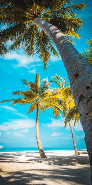 Tropical Paradise Beach with Palms and Clear Blue Sky