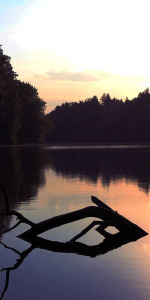 Phone wallpaper: Snag, Dusk, Forest, Trees, Nature, Lake, Twilight free download