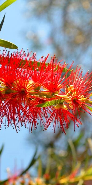 Phone wallpaper: Bottlebrush, Red Flower, Blur, Flowers, Nature, Flower, Earth free download
