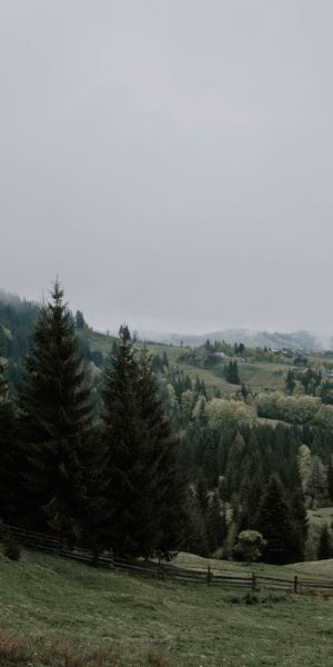 Phone wallpaper: Trees, Spruce, Fir, Grass, Fog, Forest, Nature free download