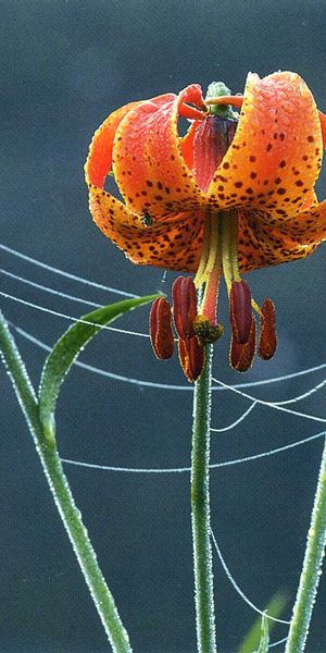 Beautiful Tiger Lily with Dew Drops
