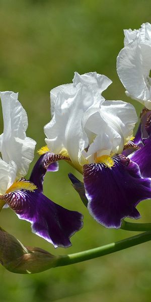 Phone wallpaper: Nature, Flowers, Iris, Flower, Blur, Earth, White Flower, Purple Flower free downlo