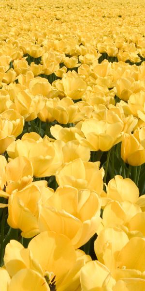 Bright Yellow Tulip Field Wallpaper for iPhone - Nature's Beauty