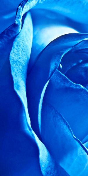 Phone wallpaper: Flowers, Nature, Flower, Rose, Earth free download