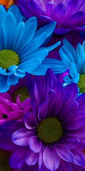Aesthetic Bouquet of Colorful Flowers for Your Mobile Wallpaper