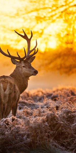 Majestic Buck Silhouetted Against a Stunning Sunset