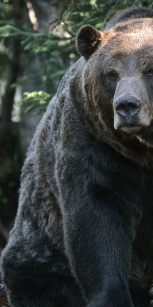 Phone wallpaper: Grizzly, Grizzly Bear, Animals, Forest, Trees, Bear free download
