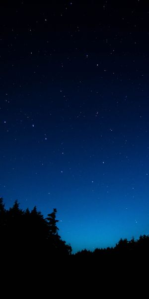 Night Sky with Starry Background and Tree Silhouettes